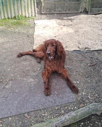 Setter irlandese