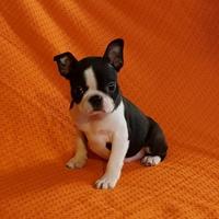 Boston terrier