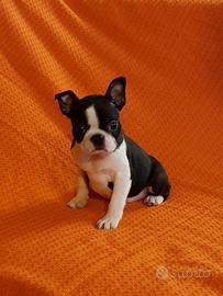 Boston terrier