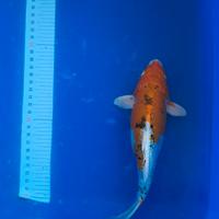 Koi normali e doitsu