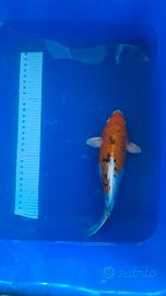 Koi normali e doitsu