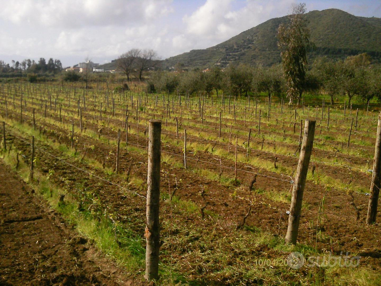 Terreno agricolo con vigneto - Vista 3