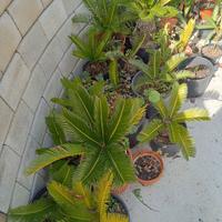 cycas