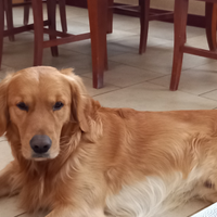 Golden retriever per accoppiamento