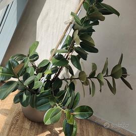 FICUS ELASTICA ROBUSTA