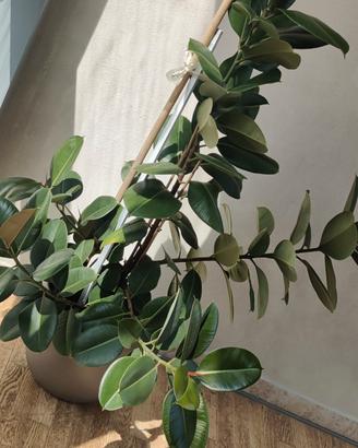 FICUS ELASTICA ROBUSTA