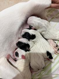 Cuccioli di jack russel