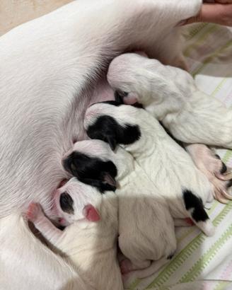 Cuccioli di jack russel