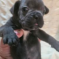Bulldog francese blu