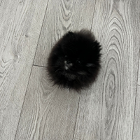 Spitz tedesco nano/Volpino di Pomerania