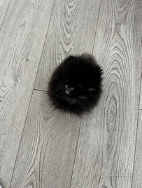 Spitz tedesco nano/Volpino di Pomerania