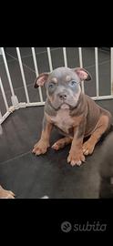 American bully