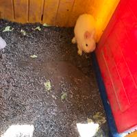 Conigli nani Ermellini