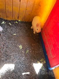 Conigli nani Ermellini