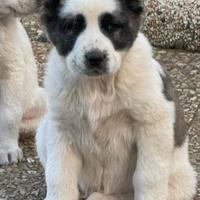 Cuccioli di Alabay selezione da lavoro