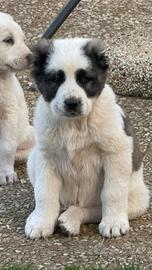 Cuccioli di Alabay selezione da lavoro