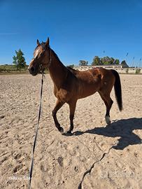 Cavallo Psi 