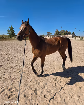 Cavallo Psi 