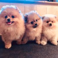 Cuccioli di Spitz Nano Pomerania