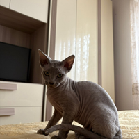 Gattina sphynx