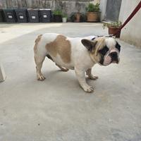 Bulldog (bouledoghe) francese femmina