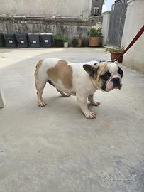 Bulldog (bouledoghe) francese femmina