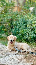 Golden retriver