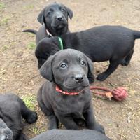 Cuccioli di labrador