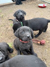 Cuccioli di labrador