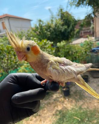 Calops allevata a mano