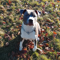 Amstaff - American Staffordshire Terrier