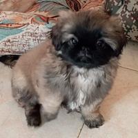 Cuccioli Pechinesi
