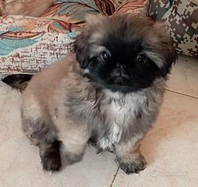 Cuccioli Pechinesi