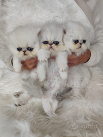 Due splendidi fratellini persiani chinchilla