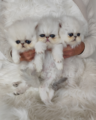 Due splendidi fratellini persiani chinchilla