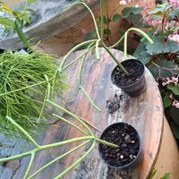 pianta albero delle matite