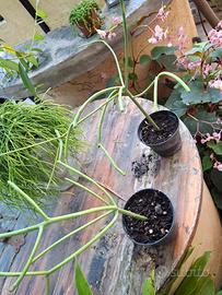 pianta albero delle matite