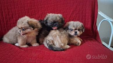 Cuccioli di pechinese