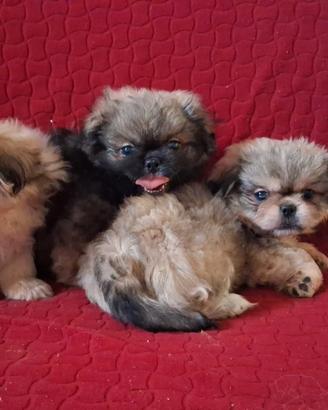 Cuccioli di pechinese