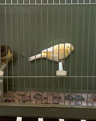 Canarini Gloster e Norwich , adulti e novelli