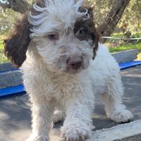 Lagotto romagnolo