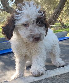 Lagotto romagnolo