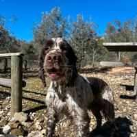 Springer spaniel inglese