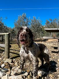 Springer spaniel inglese