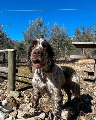 Springer spaniel inglese