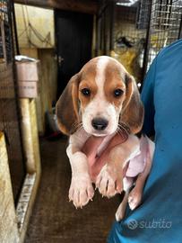 CUCCIOLI BEAGLE PRONTI 480 euro