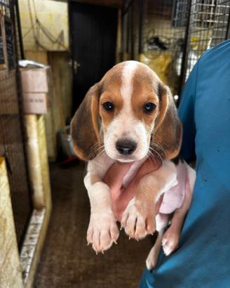 CUCCIOLI BEAGLE PRONTI 480 euro