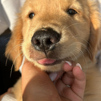 Golden Retriever Americani al 100% con Pedigree