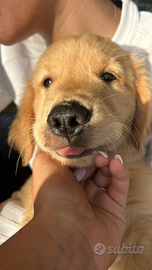 Golden Retriever Americani al 100% con Pedigree