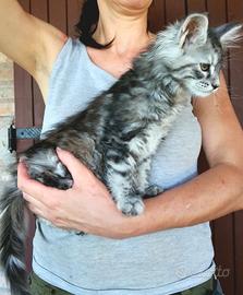 cucciole di Maine Coon  linea russa